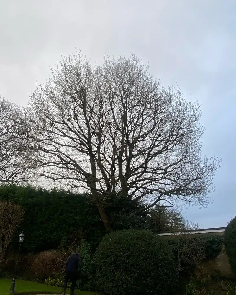 A hard reduction, back to growth points, Hassocks (photo 1 of 2)
