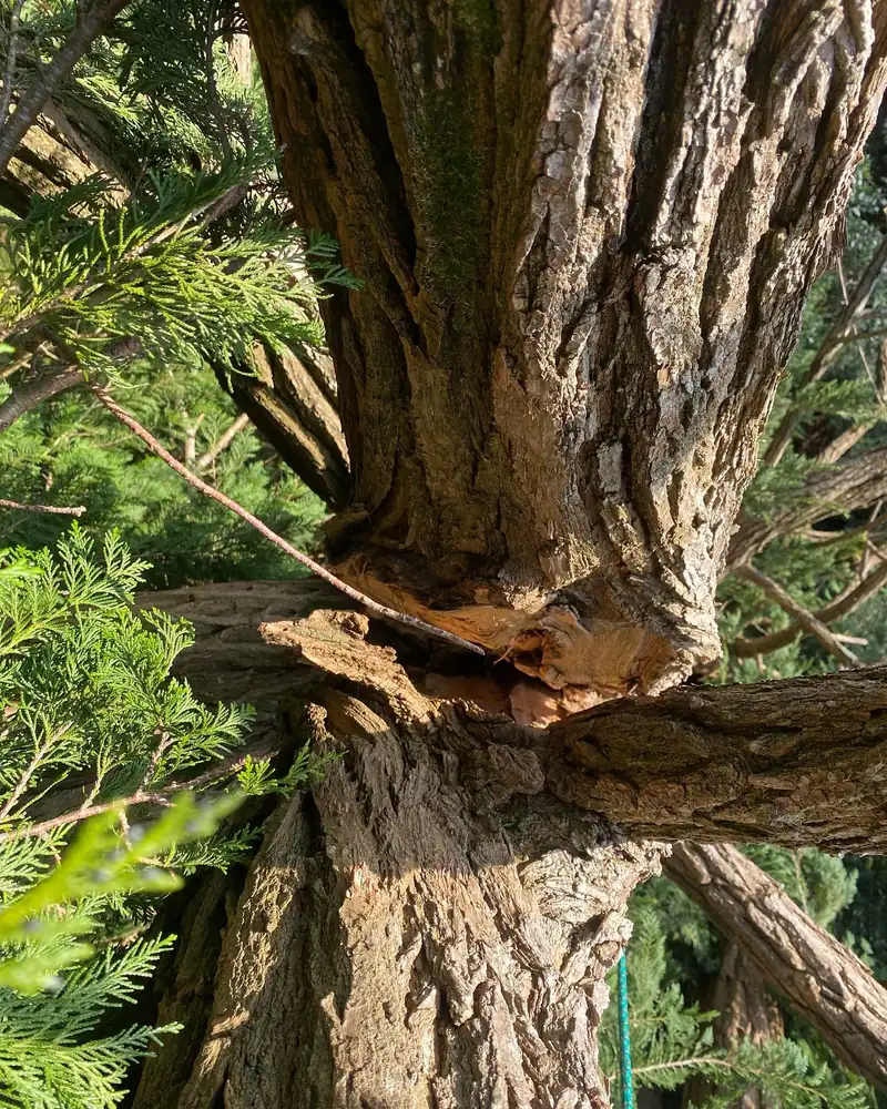 Felling a decayed robinia, Haywards Heath (photo 2 of 4)