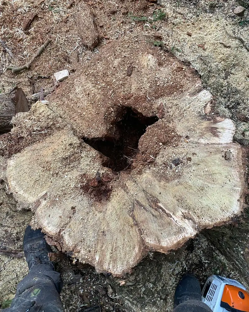 Felling a decayed robinia, Haywards Heath (photo 3 of 4)