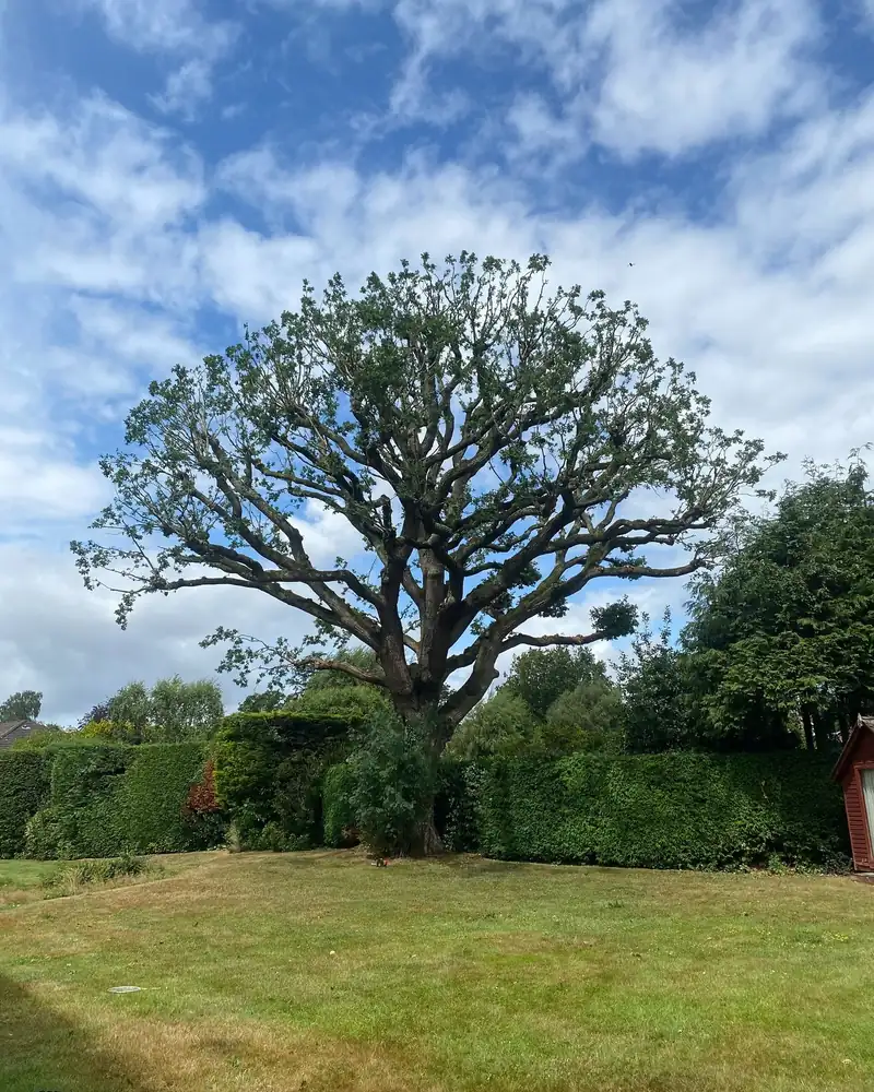 Reducing a protected oak, Haywards Heath (photo 2 of 4)