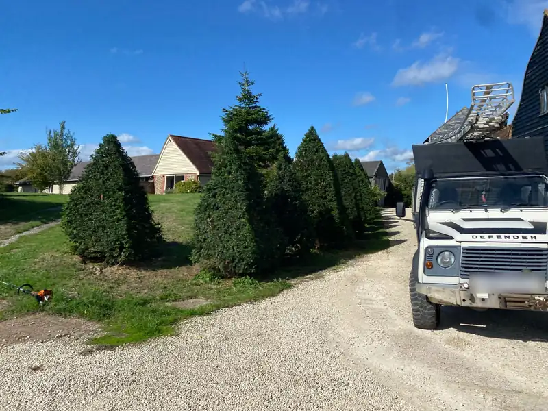 Reshaping overgrown yews, Hassocks (photo 1 of 5)
