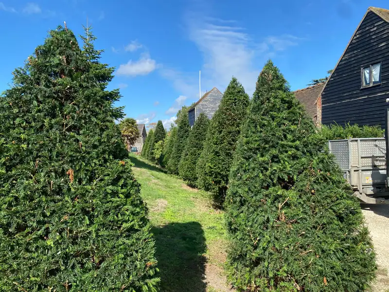 Reshaping overgrown yews, Hassocks (photo 3 of 5)